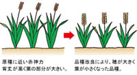 原種に近い赤神力：背丈が高く葉の部分が大きい。　→　品種改良により、穂が大きく葉が小さくなった品種。